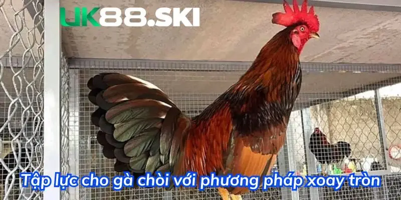 Bài tập xoay tròn mang lại hiệu quả cao cho gà chọi