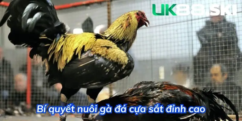 Bí quyết nuôi gà cựa sắt đỉnh cao