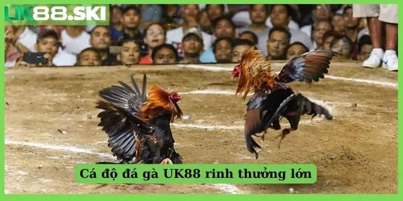 Cá độ đá gà UK88 rinh thưởng lớn