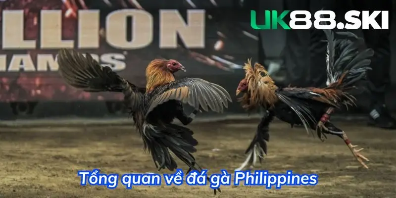 Đá gà Philippines