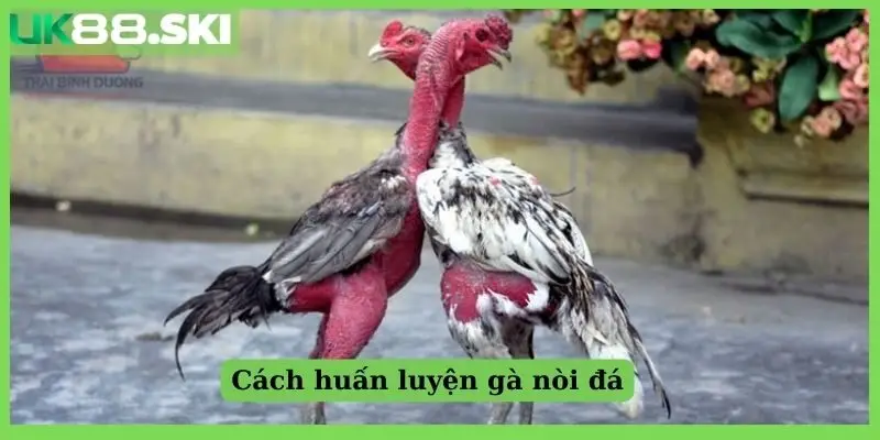 Cách huấn luyện gà nòi