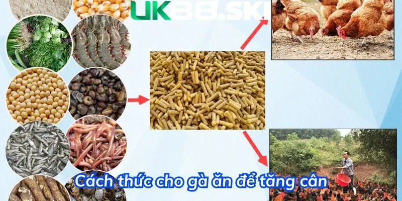 Cách thức cho gà đá ăn để nhanh chóng tăng cân