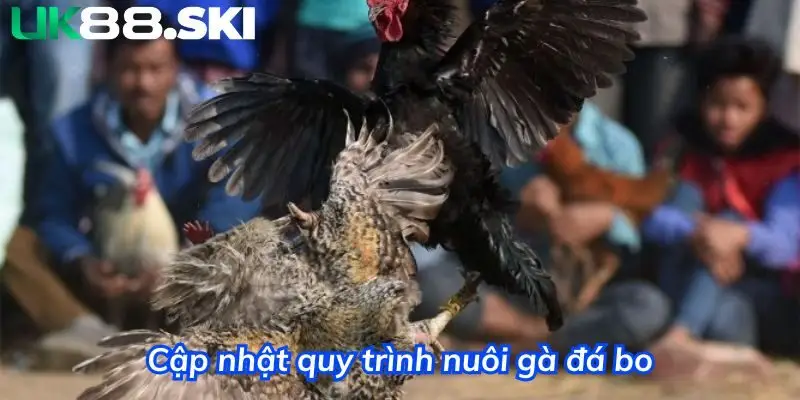 Cập nhật quy trình nuôi gà đá bo