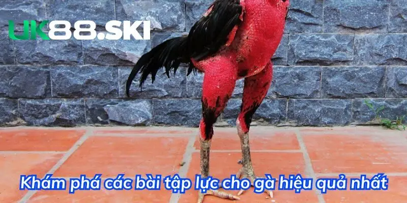 Danh sách các bài tập lực cho gà hữu hiệu nhất 