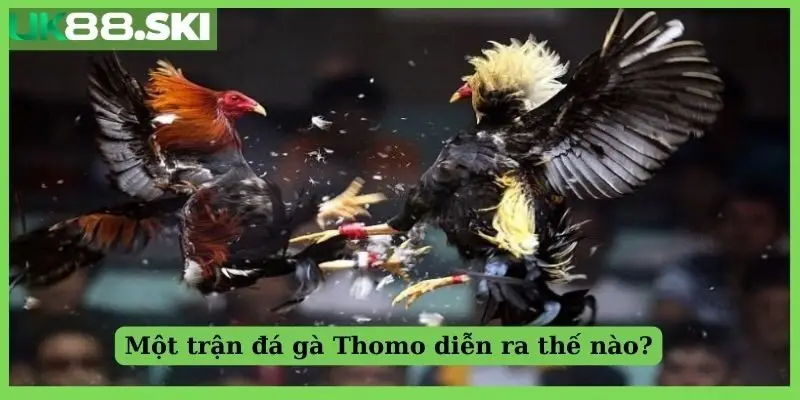 Gà đòn Thomo - Sự lựa chọn hàng đầu của các bet thủ