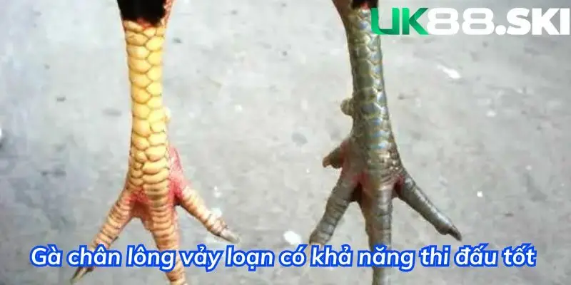 Hầu hết các chiến kê đều sở hữu loại vảy này