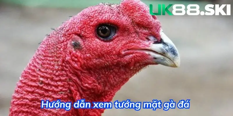 Hướng dẫn cách xem mặt gà đá chuẩn xác nhất