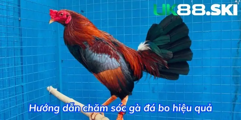Hướng dẫn chăm sóc gà đá bo hiệu quả