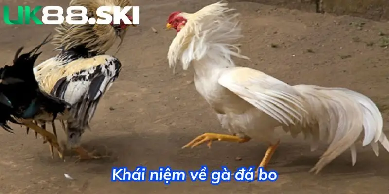 Khái niệm về gà đá bo