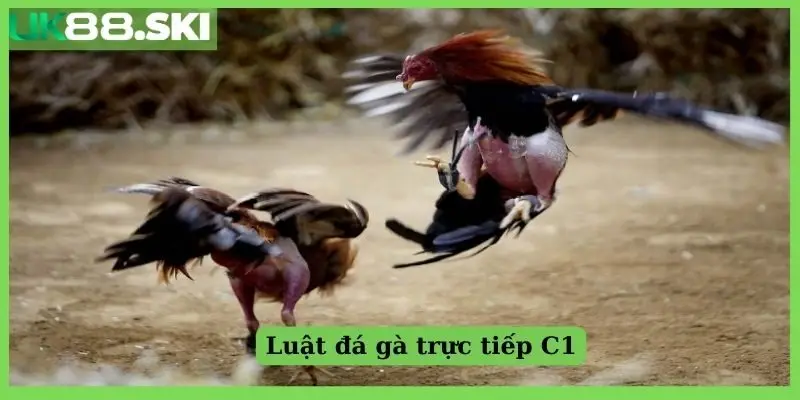 Luật đá gà trực tiếp C1