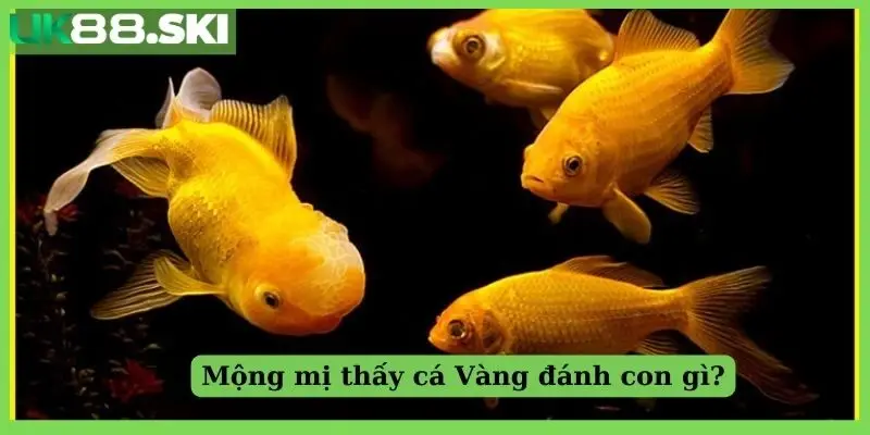 Mộng mị thấy cá Vàng đánh con gì?