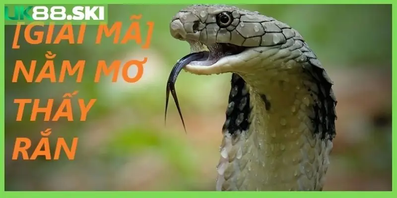 nằm mơ thấy rắn