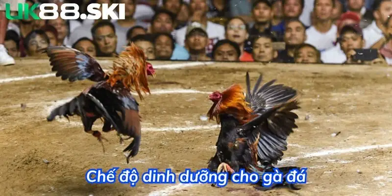 Quan tâm đến chế độ dinh dưỡng trước ngày gà thi đấu