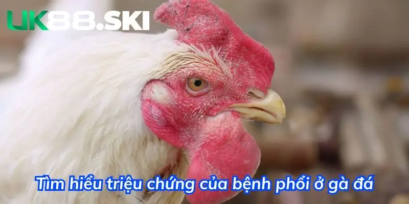 Tìm hiểu triệu chứng của bệnh phổi xuất hiện trên gà đá