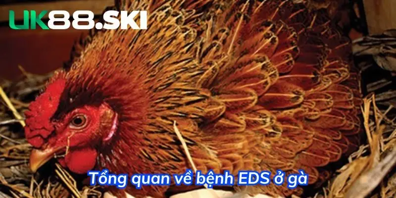 EDS là căn bệnh rất nghiêm trọng đối với khả năng sinh sản của gà