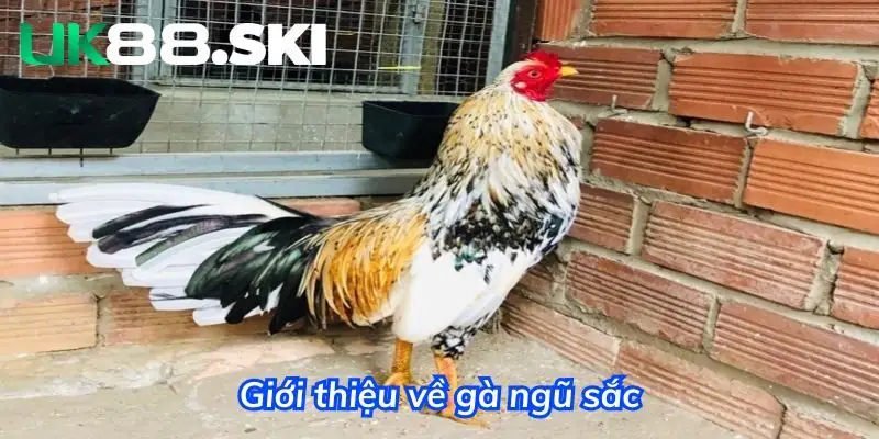 Tổng quan về thần linh kê - gà đá ngũ sắc