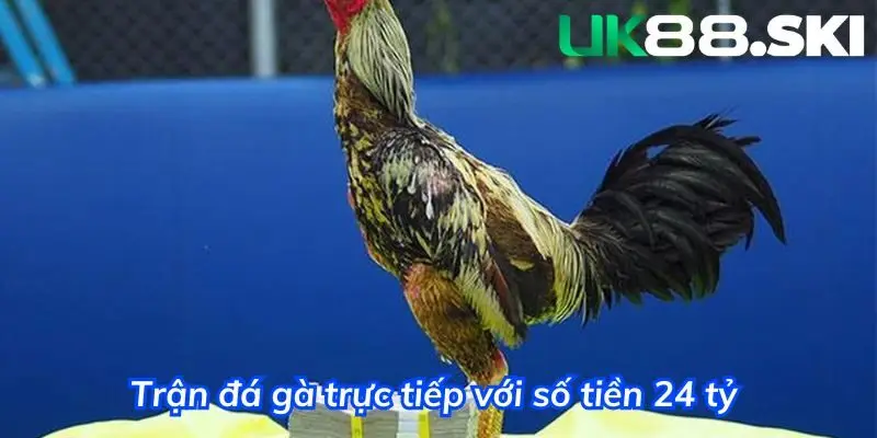 Trận đá gà trực tiếp có giá trị lên đến 24 tỷ