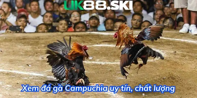 Xem các trận đá gà Campuchia uy tín, chất lượng