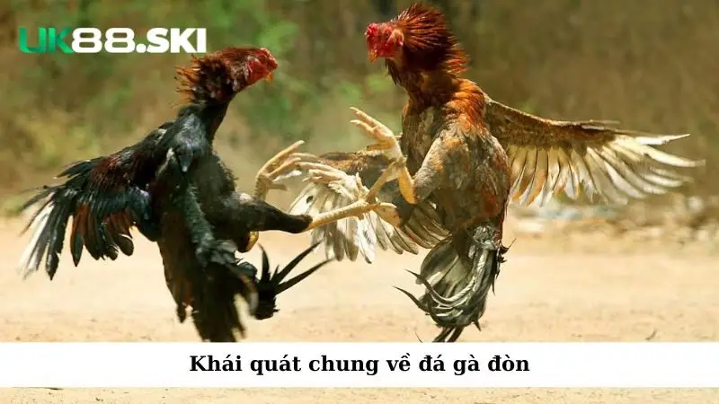 Khái quát chung về đá gà đòn